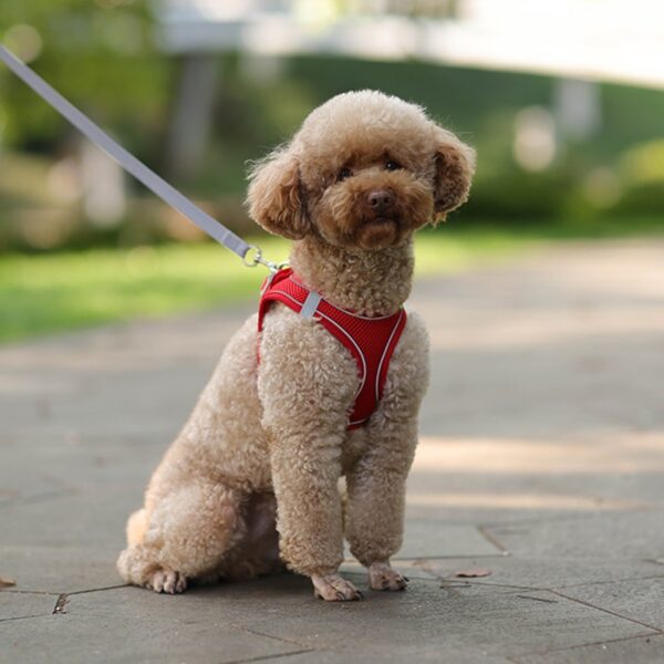 Adjustable Pet Harness Leash Set for Small Dogs and Cats - Image 8